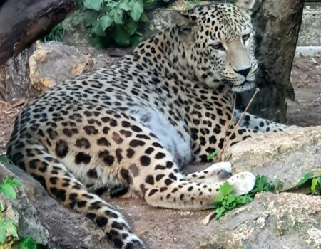 leopard zoo Bojnice