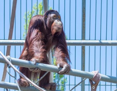 orangutan Kiran zoo Bojnice