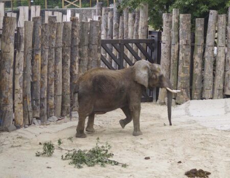 slon zoo Bojnice