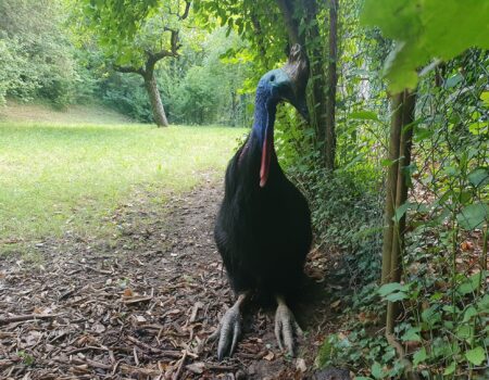 vták kazuar zoo Bojnice