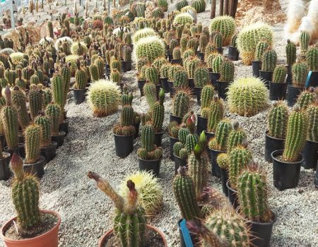 Botany Park Bojnice kaktusy