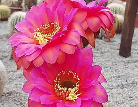Botany Park Bojnice kvet kaktusa