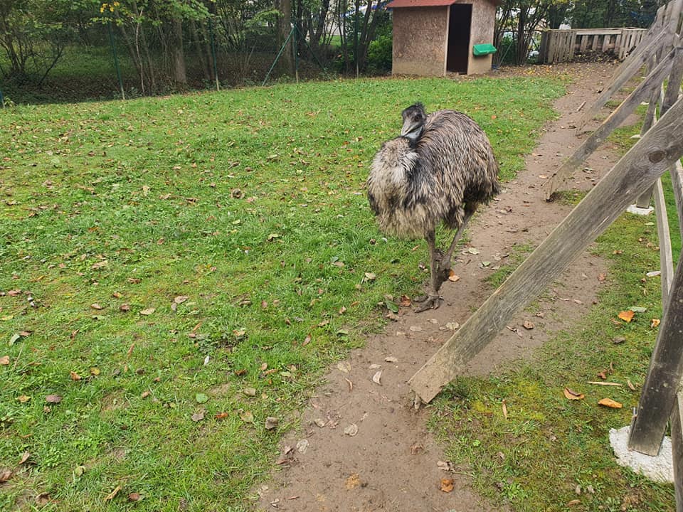 zelena ruza klacno pštros