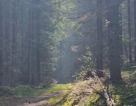 cesta SNP deň 10 les