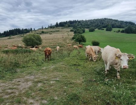 cesta SNP deň 17 kravy