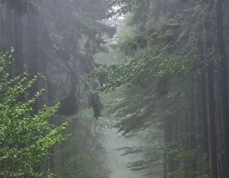 cesta SNP deň 22 lesná cesta