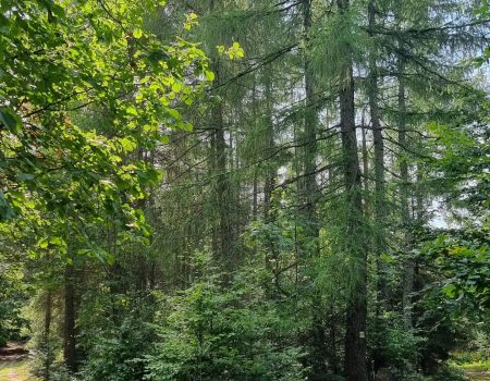 cesta SNP deň 7 les
