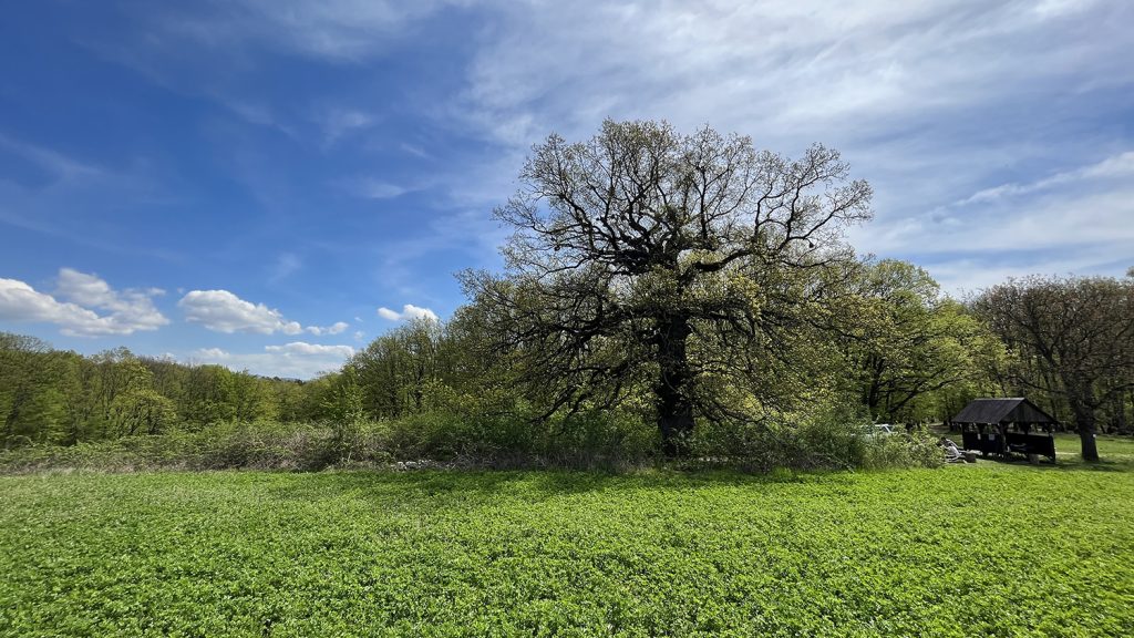 rakociho dub na jar 2023 - pohľad na strom a kryté sedenie