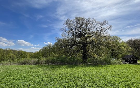 rakociho dub na jar 2023 - pohľad na strom a kryté sedenie