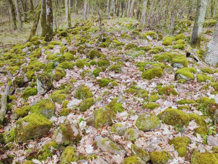 Pozostatky Spečeného valu v lese pri Pečeniciach, kamenný val pokrytý machom a lístím medzi stromami.