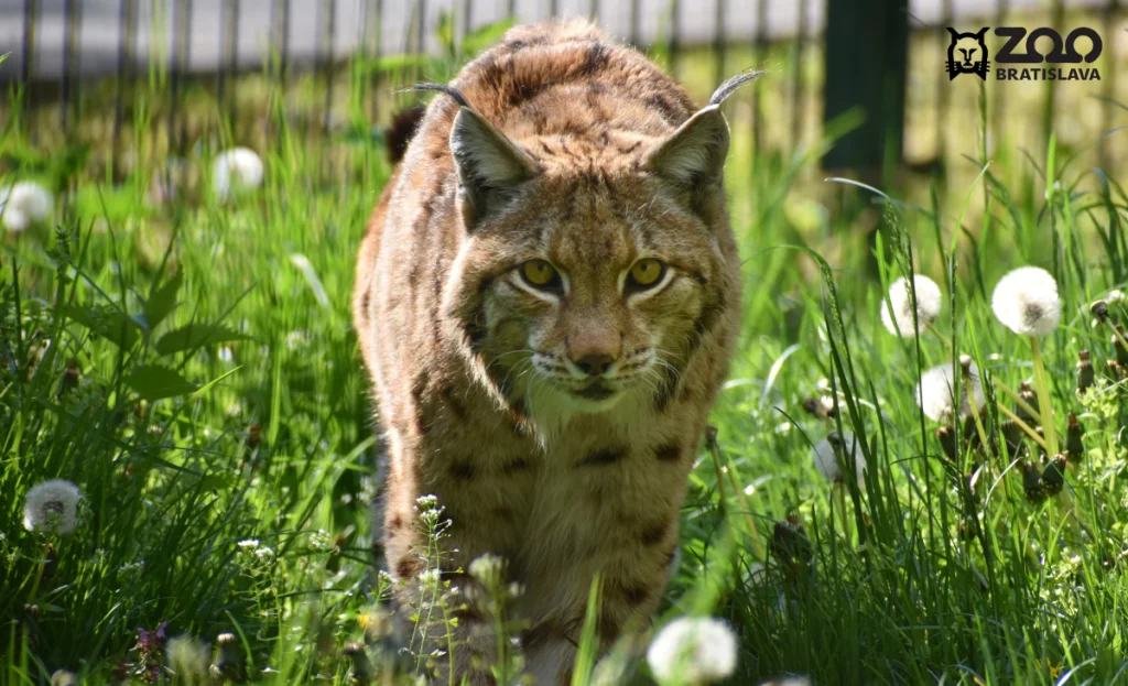 ZOO Bratislava