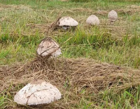 cesta SNP deň 18 bedľa