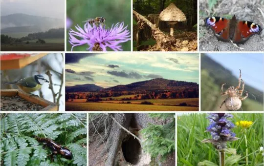 prírody v okolí Pravenca s motýľmi, húsenicou, sršňom, pavúkom, lišajníkom, lúčnymi kvetmi a hmlistou krajinou.