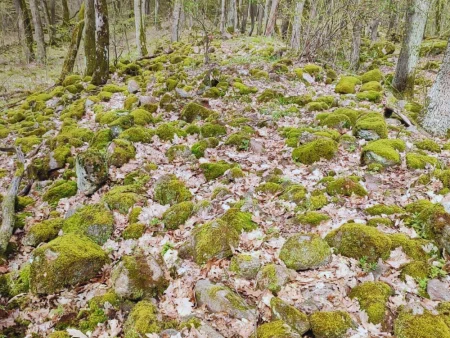 Pozostatky Spečeného valu v lese pri Pečeniciach, kamenný val pokrytý machom a lístím medzi stromami.