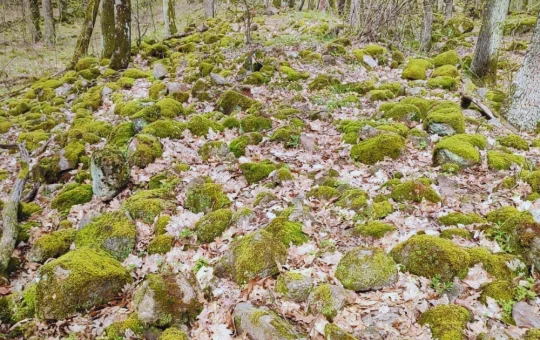 Pozostatky Spečeného valu v lese pri Pečeniciach, kamenný val pokrytý machom a lístím medzi stromami.