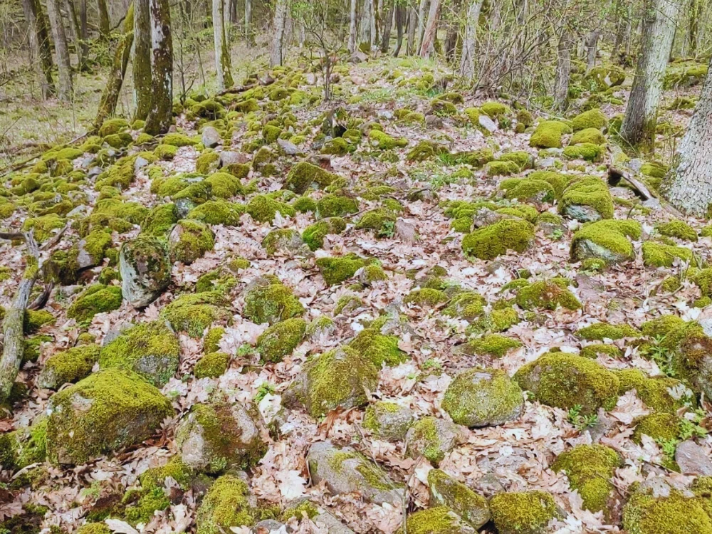 Pozostatky Spečeného valu v lese pri Pečeniciach, kamenný val pokrytý machom a lístím medzi stromami.