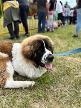 bernardín